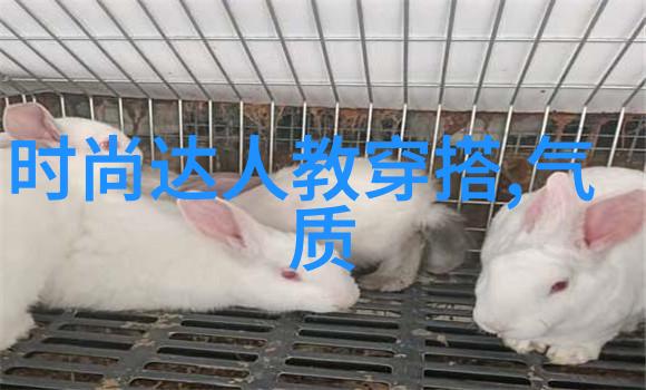 bimi之谜探索双重身份的奥秘