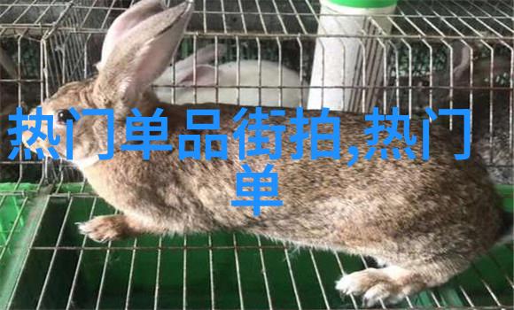 长媳不如妻吃肉的长耳兔我家那些宠物故事