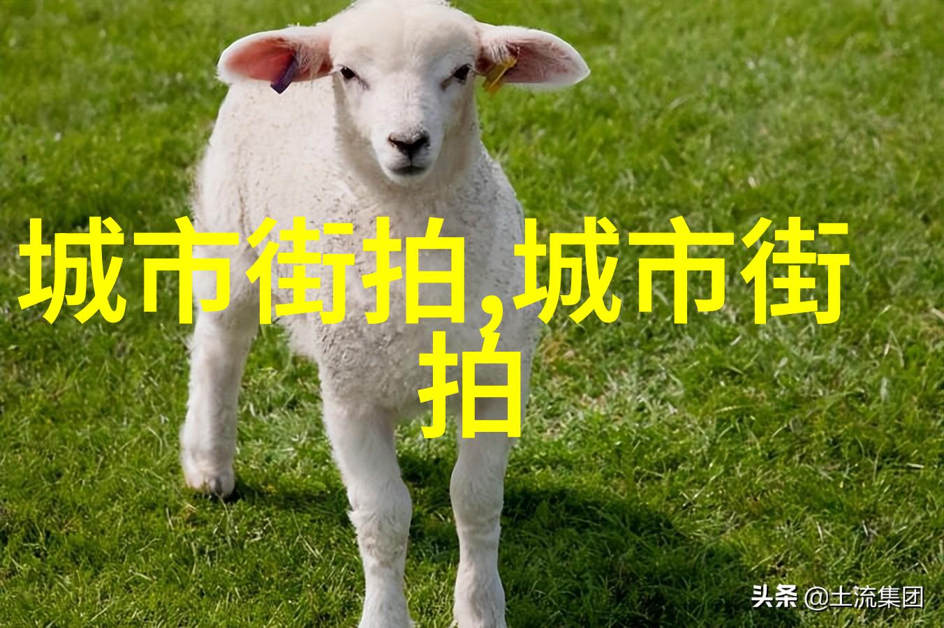 爱情岛论坛亚洲免费路线一-探索心灵之港爱情岛论坛亚洲免费资源导览