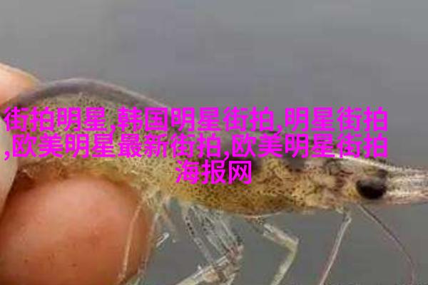 假双马尾