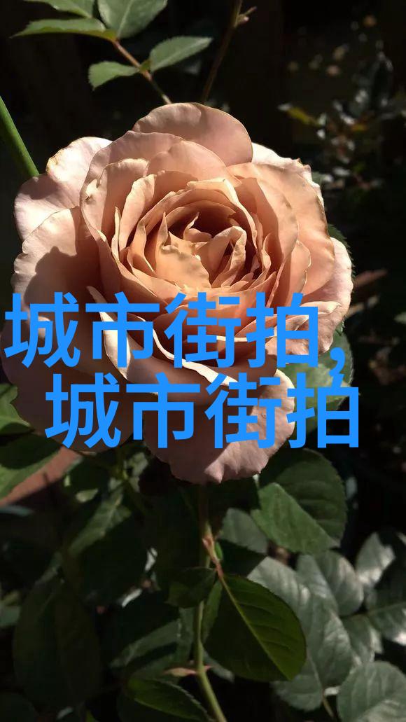 超越极限的修行之路探索大神养成计划的奥秘
