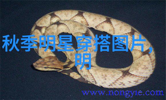 2022年女生短发时尚趋势探索精选图库解析新一代魅力造型