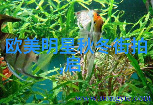 阿美咔叽音符与味蕾的交响乐