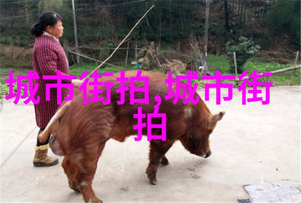 她见青山一路向西她的故事与那片遥远的青山