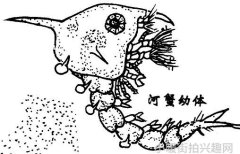 明星同款名字火箭少女101华丽皮肤