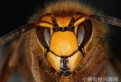 从快闪预热达人探访到高能直播看极