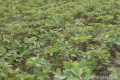 孟美岐如何运用色彩搭配来展现自己