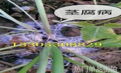 热门单品街拍潮流单品的时尚街拍